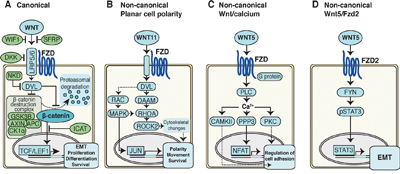 Schematics of Wnt signaling pathways in cancer cells.