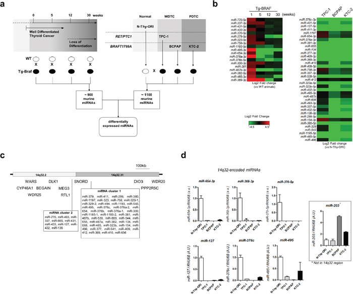 MiRNAs from 14q32 region are down regulated in thyroid cancer cell lines and in murine model of PTC.