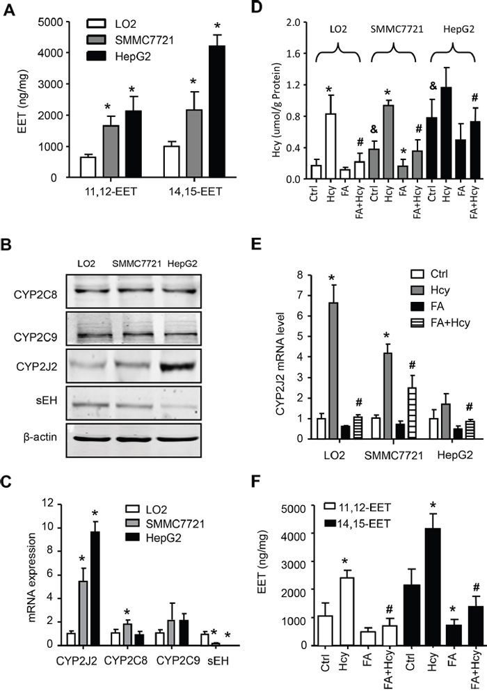 Hcy promoted EET secretion and CYP2J2 upregulation in HCC cells.