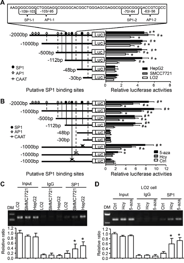 Hcy-reduced DNA methylation promotes SP1 binding and transcriptional activation of CYP2J2.
