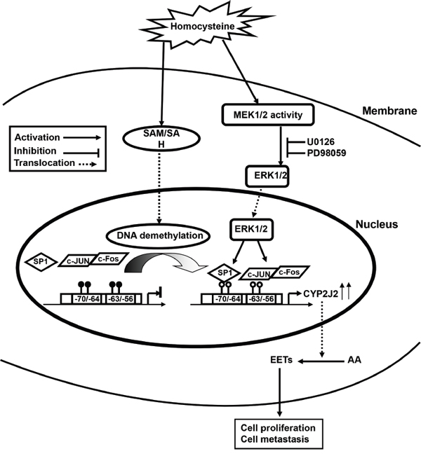 Possible mechanism of Hcy-facilitated hepatocellular carcinogenesis by CYP2J2 transcriptional regulation.