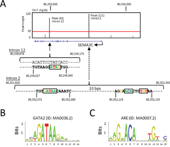 ARE and GATA2 DNA motifs at the human SEMA3C locus.