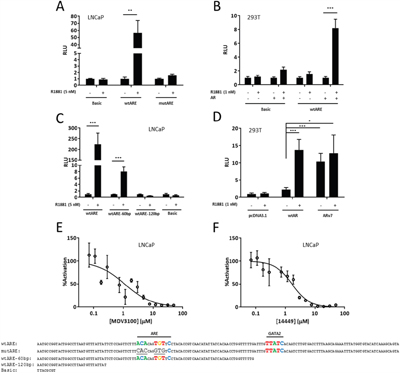 Androgen receptor transactivates the SEMA3C intron 2 ARE.