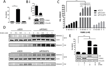 FOXA1 negatively regulates SEMA3C expression.