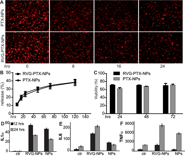 Maximum uptake of RVG-PTX-NPs and PTX-NPs by BMM was counted as experimental time &#x201C;0&#x201D; (A, hrs 0) for the release study under fluorescence microscope.