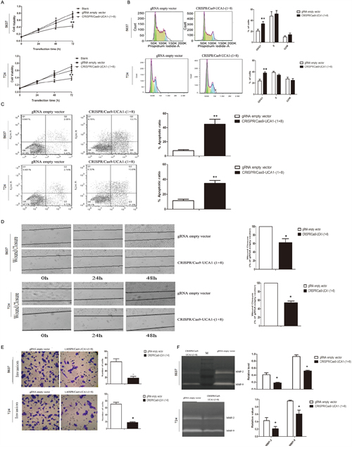Effects of UCA1 downregulation on the proliferation, migration and invasion of bladder cancer cells in vitro.