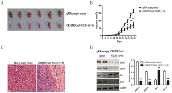 Knocking down of UCA1 inhibited bladder cancer cell proliferation in vivo.