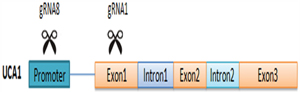 Strategy for targeting UCA1 with co-transfection of CRISPR/Cas9-UCA1-1/8 plasmids.