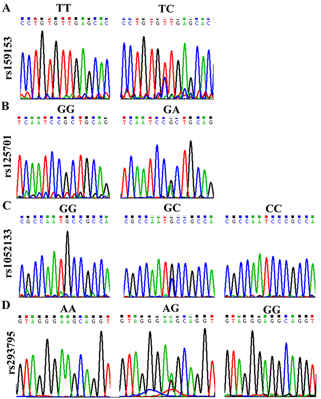 DNA sequencing results of a typical genotyping experiment.