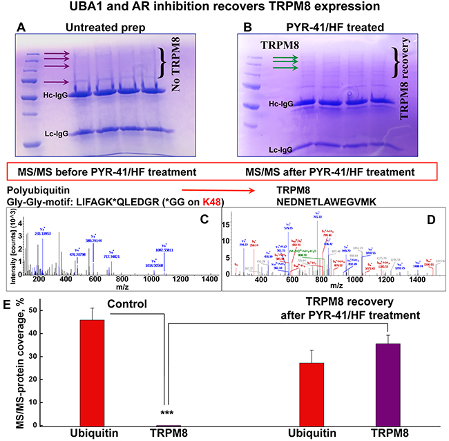 PYR-41/HF treatment recovers TRPM8 detectability in LC-MS/MS.