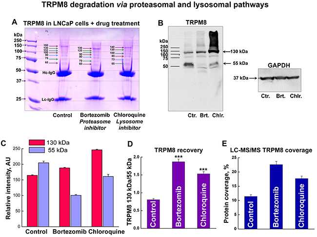 TRPM8 undergoes degradation in LNCaP cells via proteasomal and lysosomal pathways.