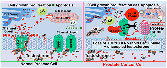 Schematic representation of TRPM8 as an ionotropic testosterone receptor in the normal prostate, regulating Ca2&#x002B; homeostasis (left panel), and enhanced TRPM8 degradation via lysosomal and proteasomal pathways in the prostate cancer (right panel).