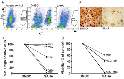 SAHA inhibits KIT-expression and induces cell death in primary SM patient mast cells.