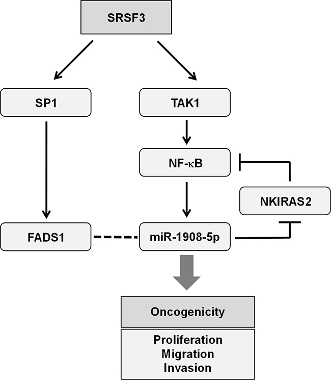 Proposed model for the role of miR-1908-5p in the oncogenic function of SRSF3.
