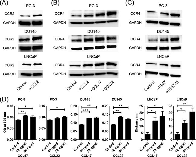 CCL2 increases not only CCL22 but also CCR2 and CCR4.