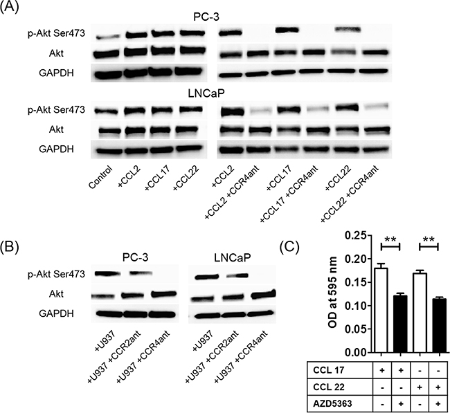 The CCL2&#x2013;CCR2 and CCL22&#x2013;CCR4 axes increase phosphorylation of Akt.