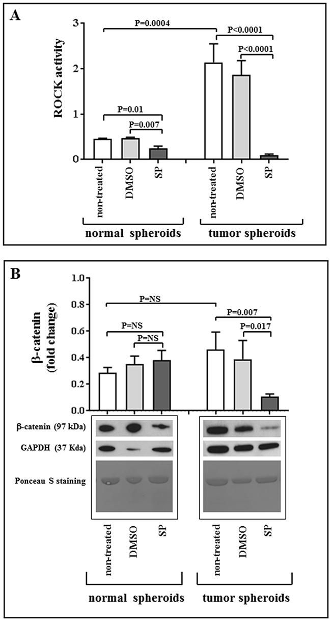 SP acts through ROCK pathway inhibition.