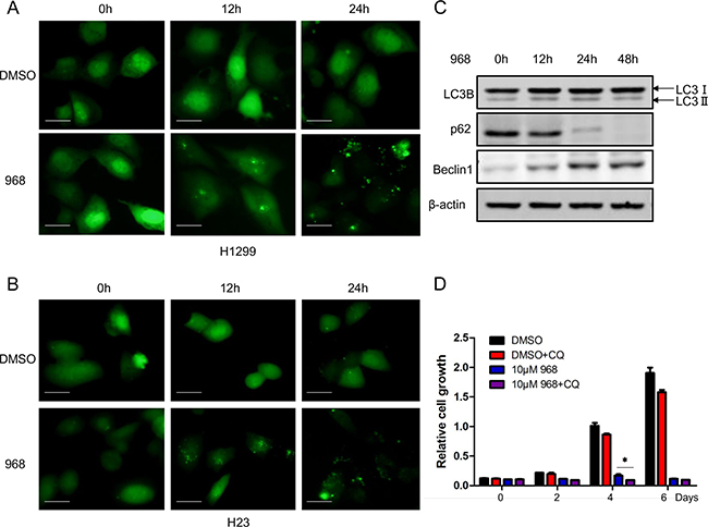 968 treatment induced autophagy in NSCLC cells.