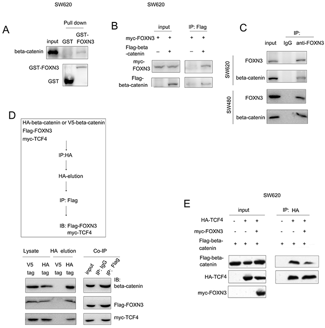 FOXN3 bind with beta-catenin and blocked the interaction between beta-catenin and TCF in colon cancer cells.