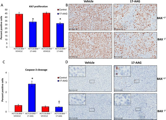 BAX knockout decreases caspase-3 dependent apoptosis in HCT116 human colon cancer xenografts.