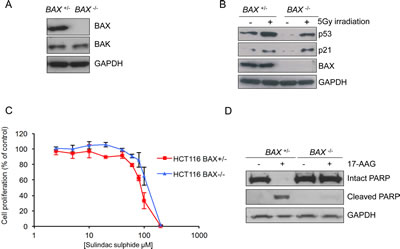 Validation of the isogenic model for BAX knockout in HCT116 human colon cancer cells.
