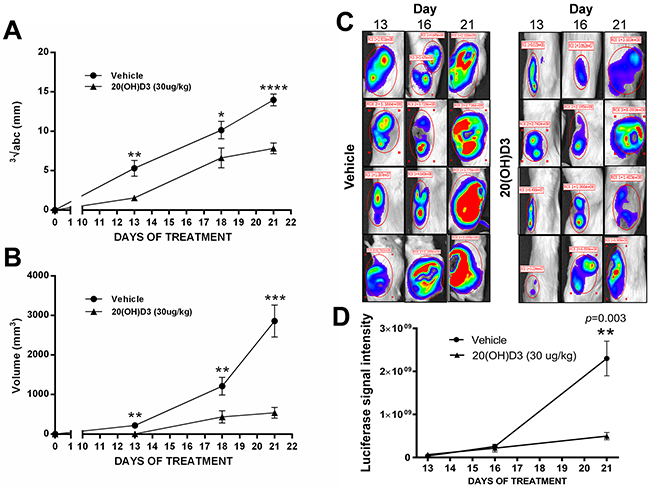 Treatment with 20(OH)D3 leads to an inhibition in growth of human melanoma in a mouse model.