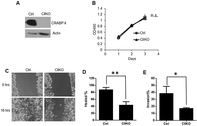 Reduction of cell migration and invasion by CRABP-II deletion.