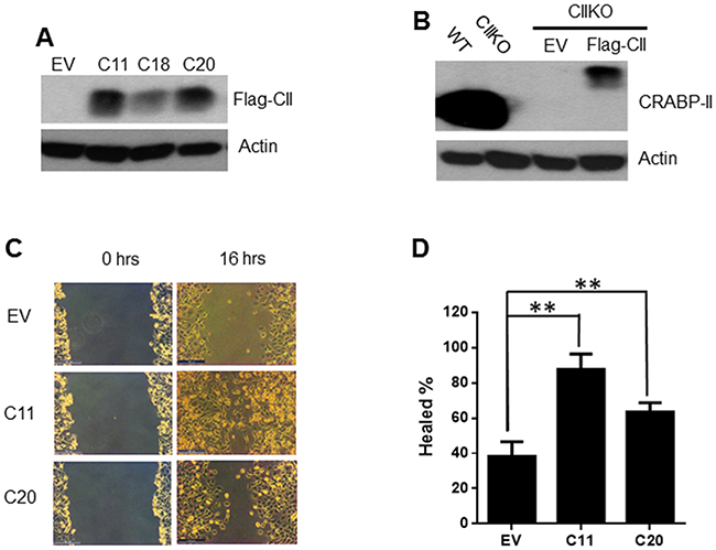 Rescuing cell migration by re-expressing CRABP-II in knockout cells.