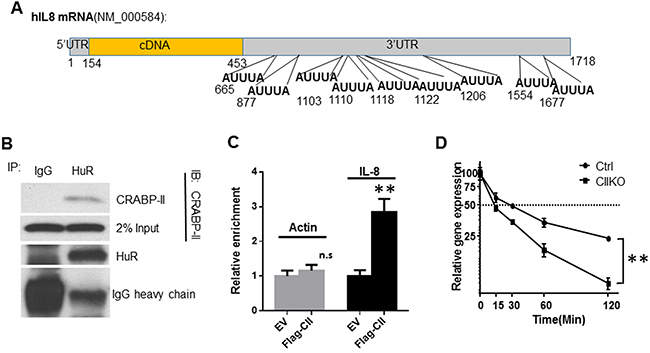 Stabilization of IL-8 mRNA by CRABP-II/HuR complex.