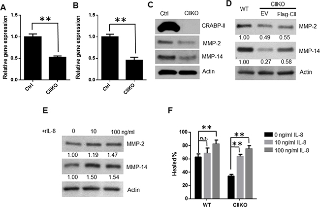Reduction of MMP-2 and MMP-14 expression in CRABP-II knockout cells.