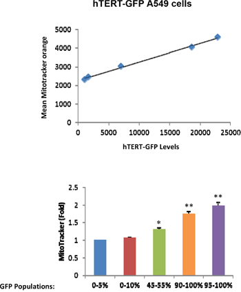 hTERT-high cells show a significant increase in mitochondrial membrane potential/activity.