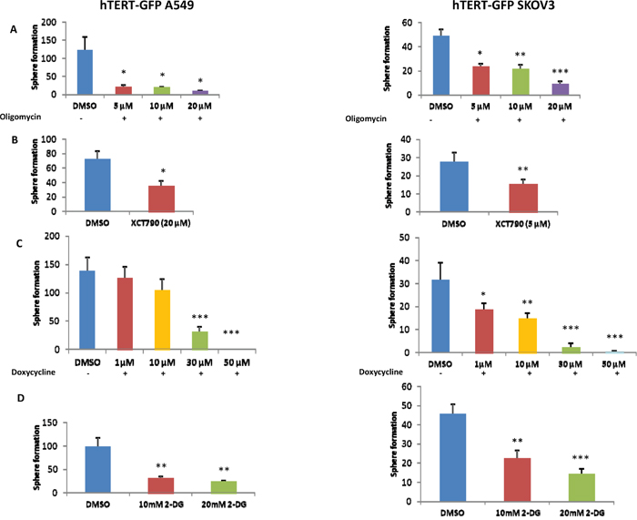 3D-spheroid formation relies both on mitochondrial function and glycolytic metabolism.