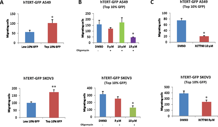 hTERT-high cells show an increased capacity for cell migration, which is strictly dependent on mitochondrial function.