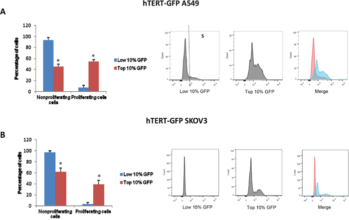 hTERT-high cells are highly proliferative and show an increased capacity for DNA-synthesis.