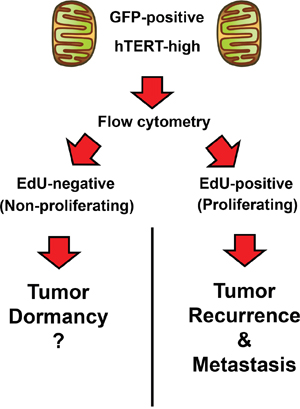 Telomerase-driven cancer stem-like cells: Are they also involved in tumor dormancy?