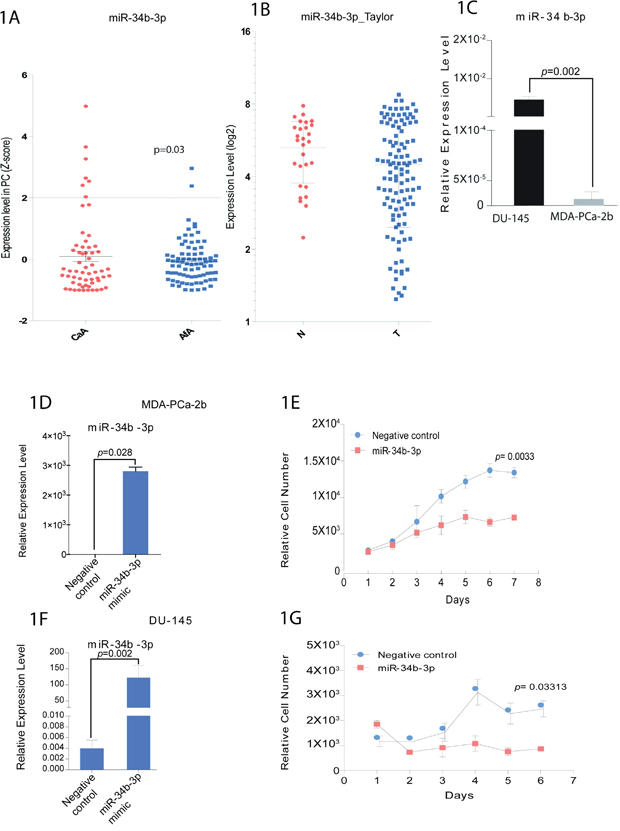 miR-34b expression in prostate cancer patients and cell viability in prostate cancer cell lines.