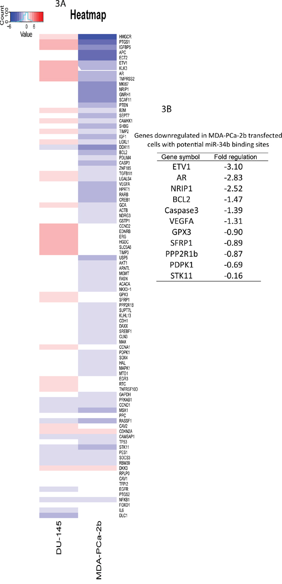 Gene expression changes in MDA-PCa-2b and DU-145 cells transfected with miR-34b-3p mimic was analyzed using RT2 Profiler PCR Array.