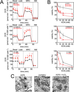 Mitochondrial oxidative stress in vemurafenib resistant cells.