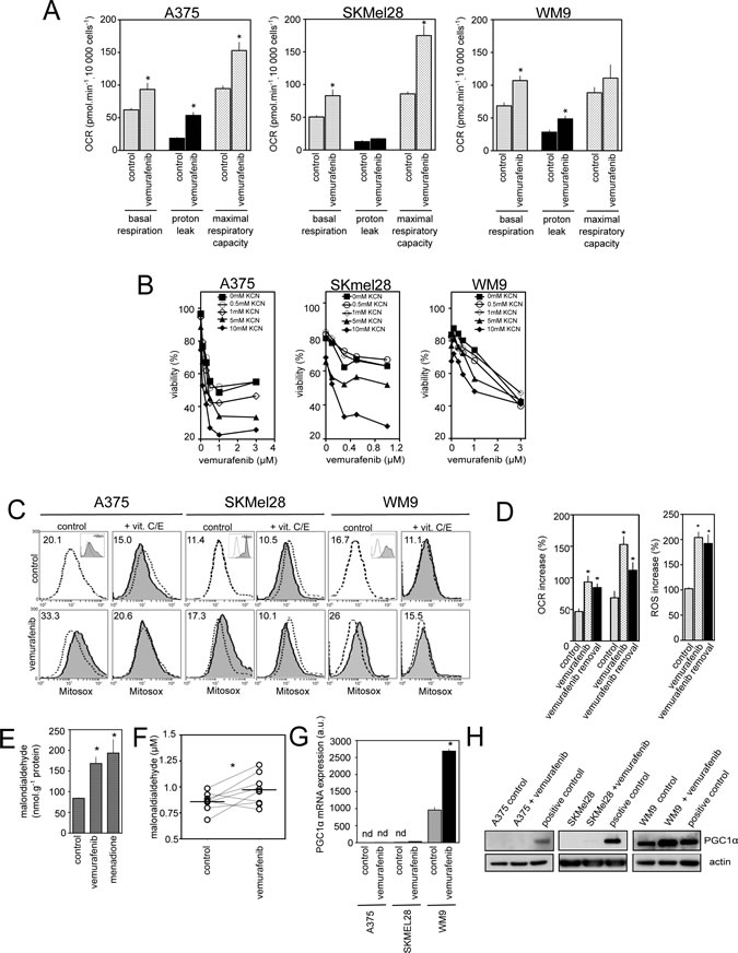 Effect of vemurafenib on mitochondrial oxidative metabolism in PGC1&#x3b1; positive and negative melanoma cell lines.