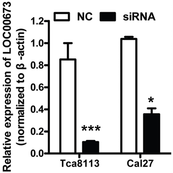siRNAs successfully knockdowned LINC00673 expression.