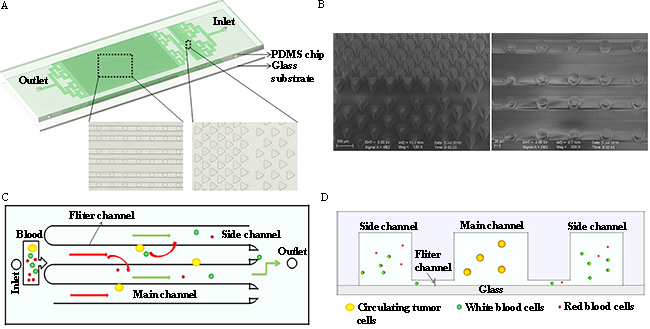 The design and operation of the size-based microfluidic device.