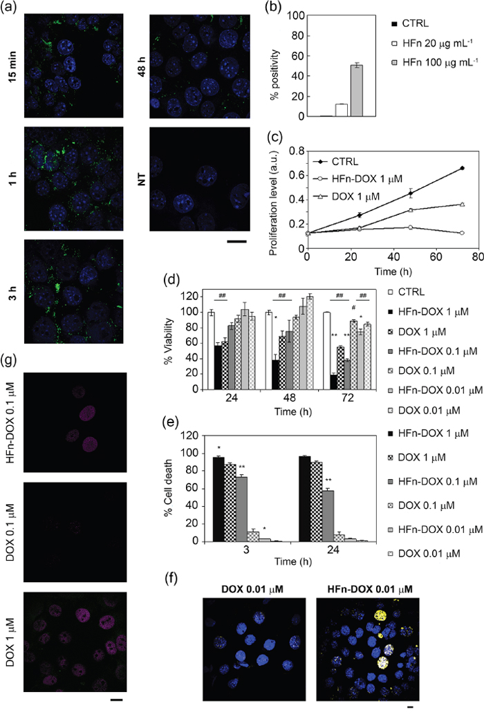 In vitro activity of HFn-DOX nanocages toward tumor cells.