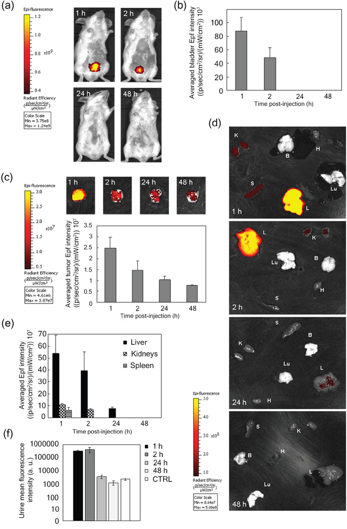 In vivo targeting and distribution of void HFn nanocarrier.