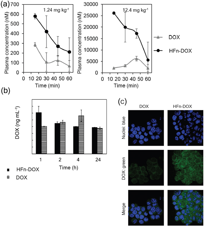 Bioavailability and tumor accumulation of HFn-DOX in comparison with free DOX.