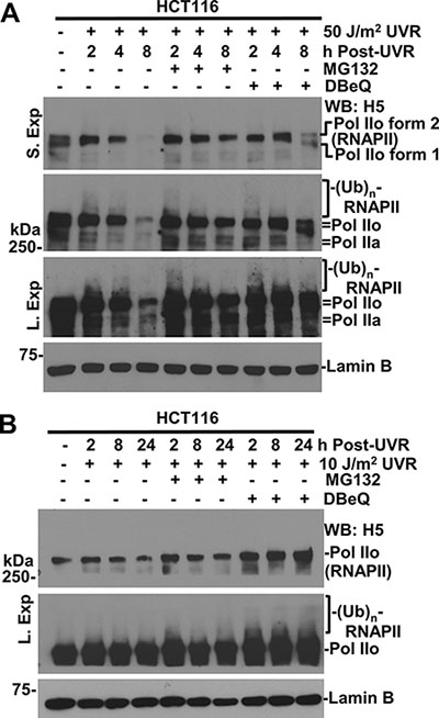 Inhibition of VCP/p97 impairs UV-induced RNAPII degradation.