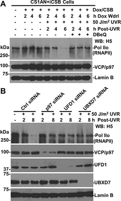 Function of VCP/p97, UFD1 and UBXD7 is required for UV-induced RNAPII degradation.
