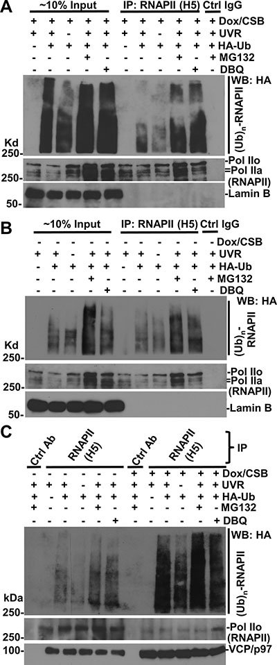 RNAPII ubiquitination occurs in the presence or the absence of CSB.
