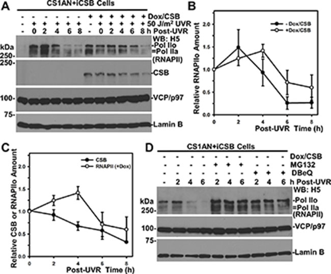 RNAPII degradation slows down in the presence of CSB.