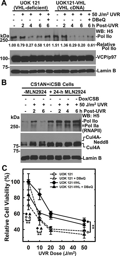 VCP/p97 inhibition impairs RNAPII degradation in the presence or absence of pVHL expression.