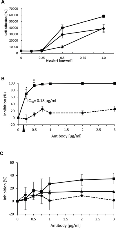 Adhesion of NIH:OVCAR5-N4-over ovarian cancer cells to Nectin-1.